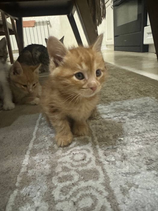 Кошки бесплатно в хорошие руки