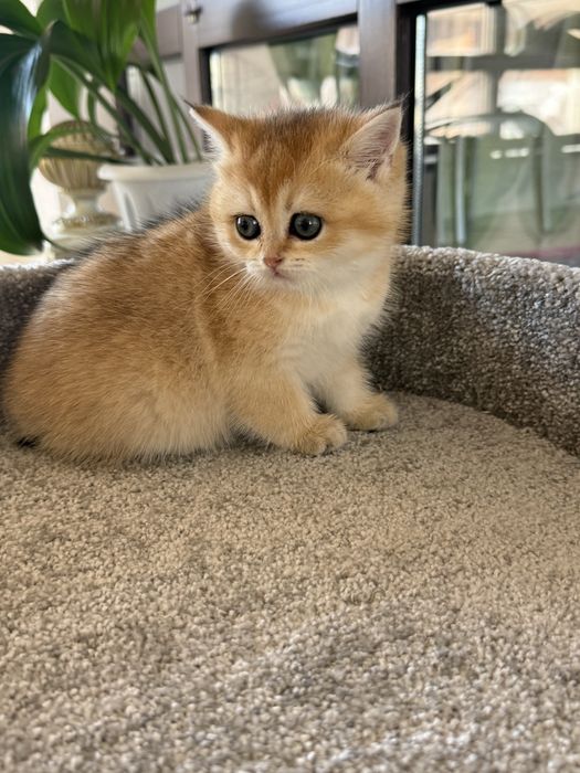 Золотая шиншила