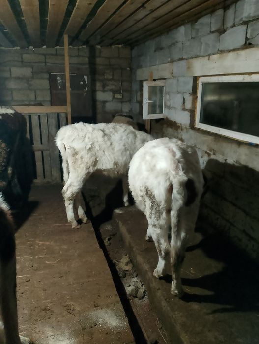 Сементал  баспақ қашарлар