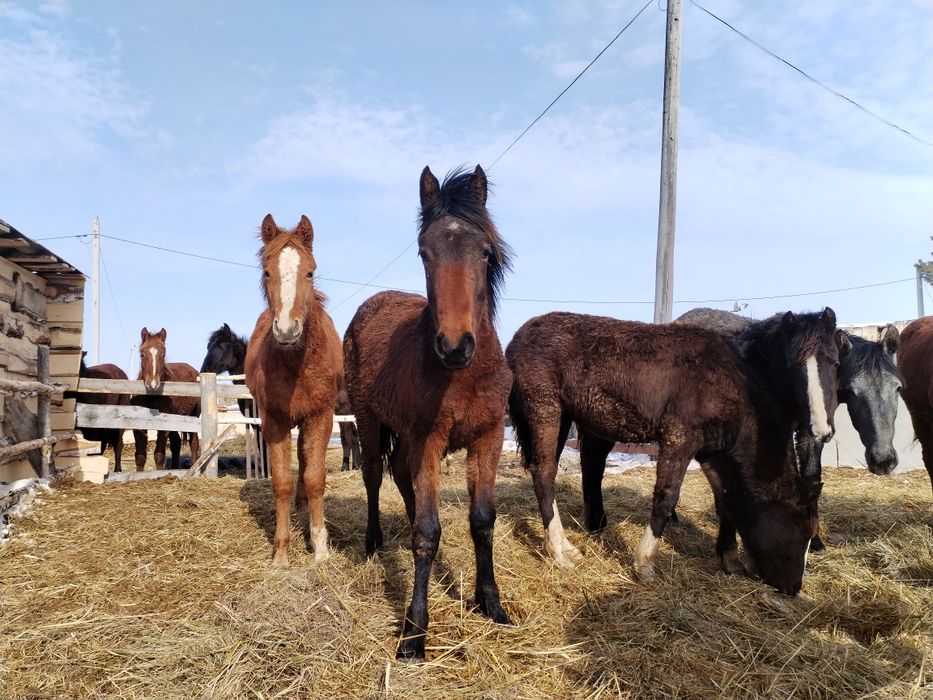 Продам 4 жеребят (кобылки)