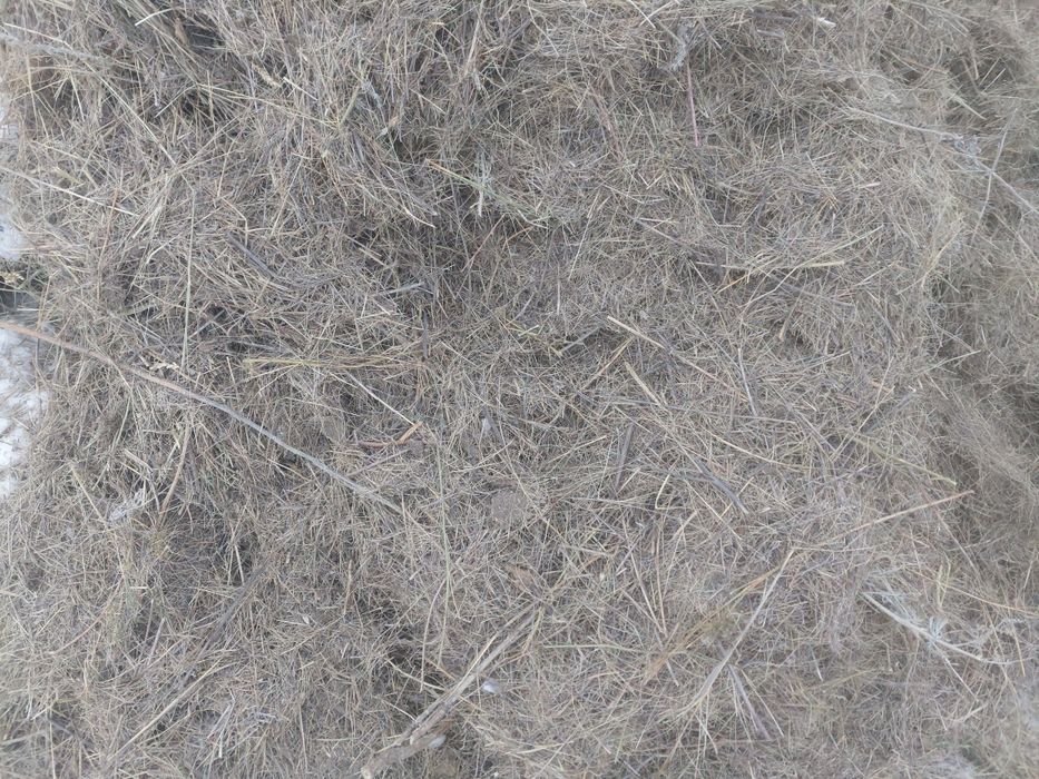 Шоп сено бесплатно