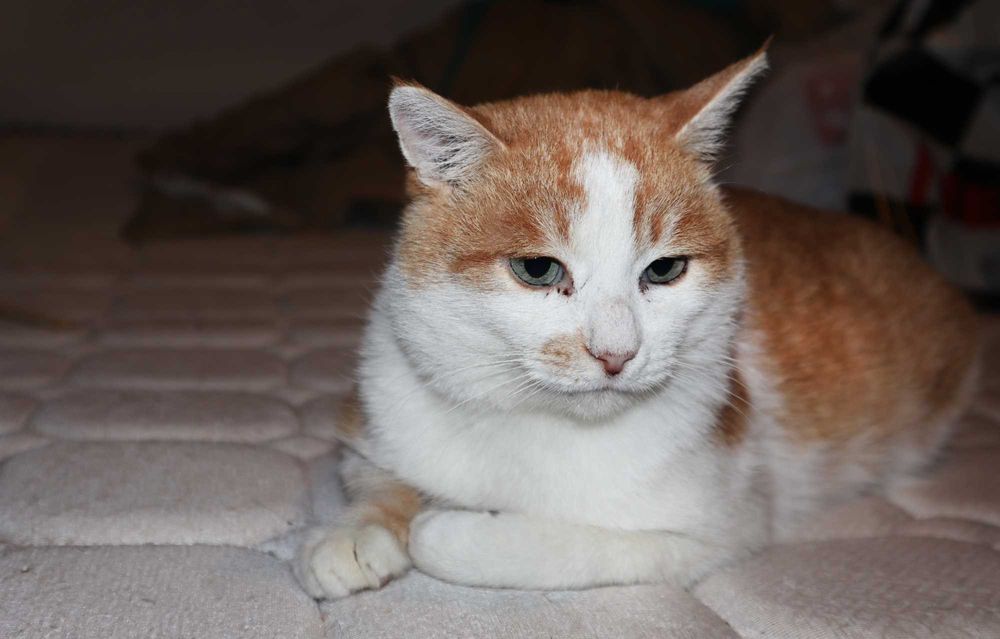 Спасенный кот в добрые руки