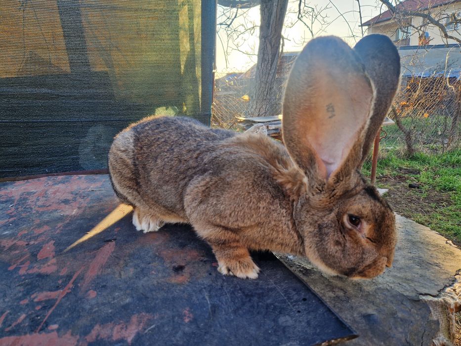 Iepuri uriasi gri german