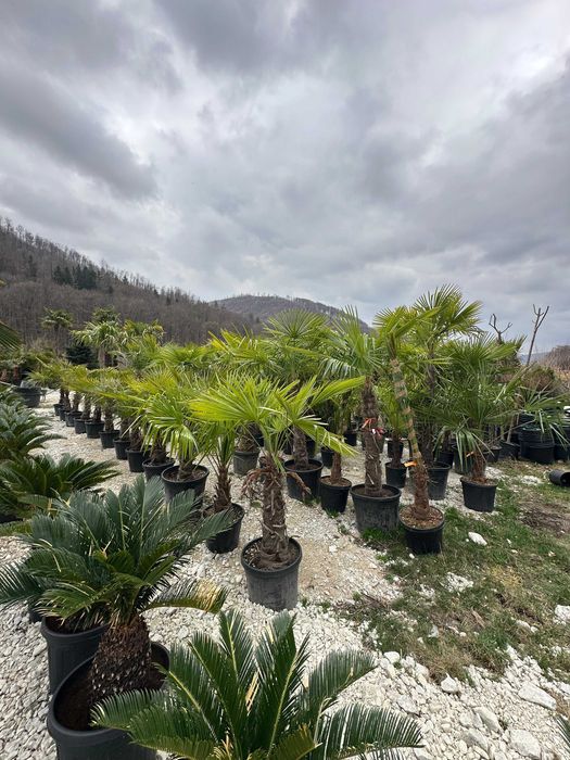 Plante Ornamentale pentru Amenajari Peisagistice