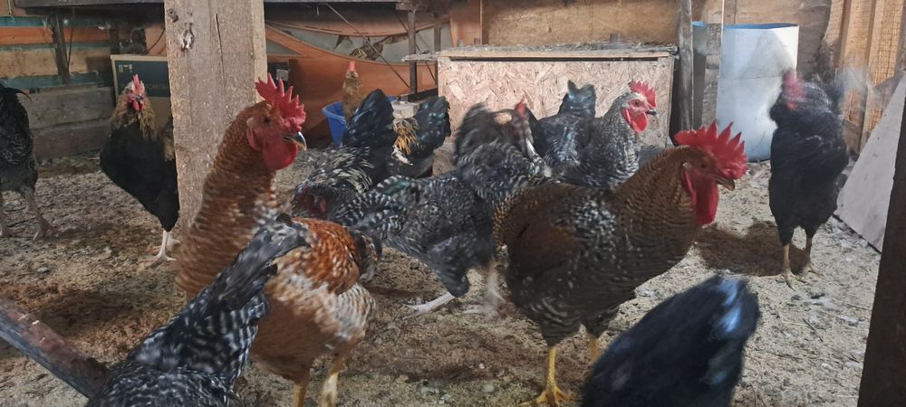 Продам петушков срочно