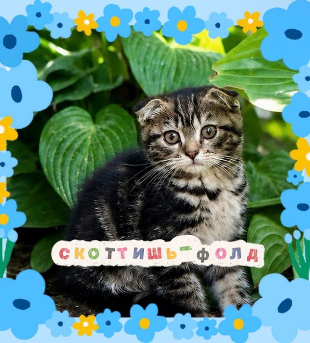 Шотландские котята