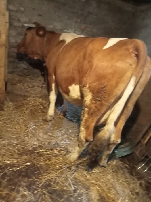 Vând o vaca de 6 ani