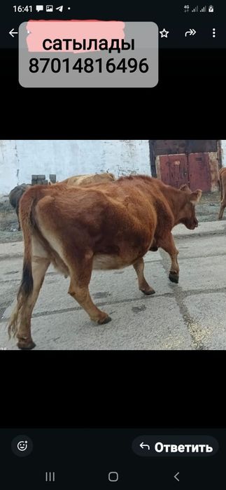 Продаются коровы