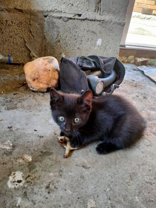 Отдам котят в хорошие руки