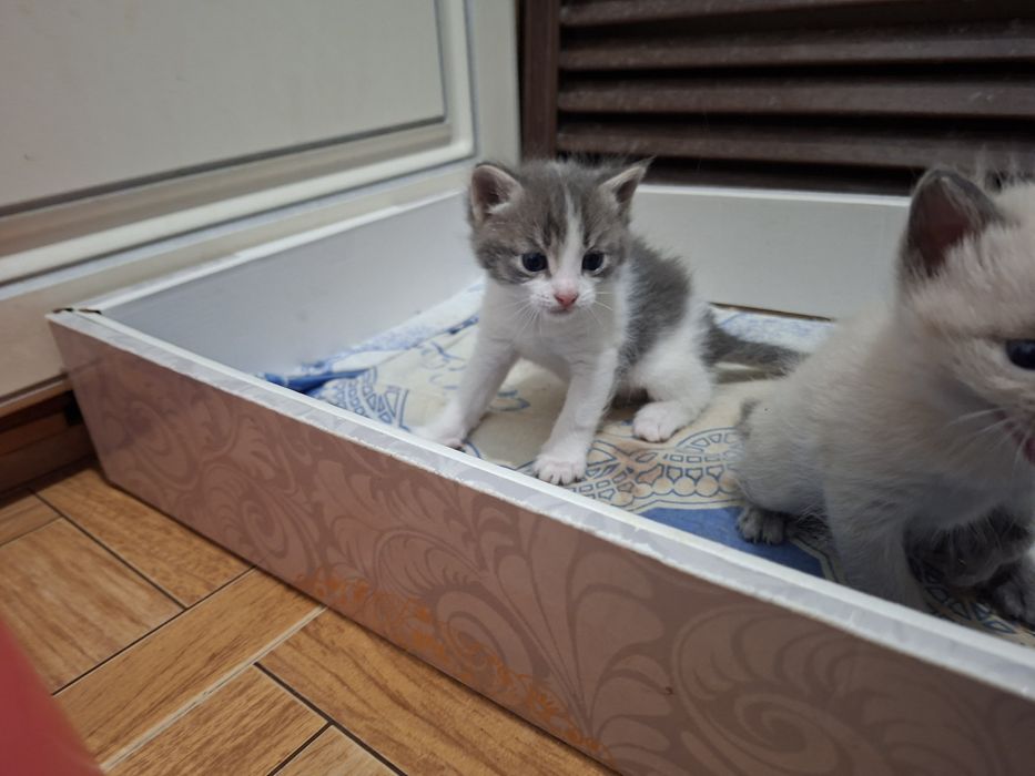 Отдадим котят в добрые руки