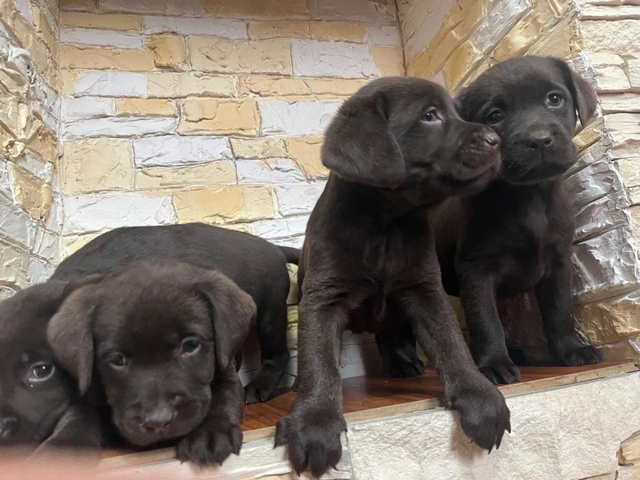 Продам щенков лабрадора