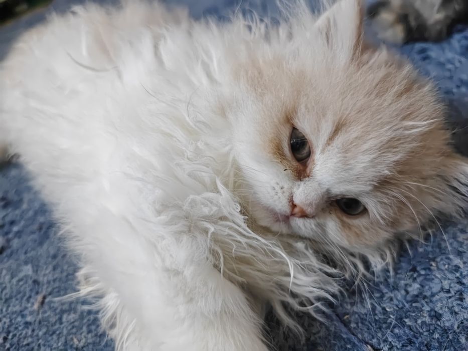 Продам персидского котёнка(мальчик)