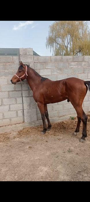 Таза қанды айғыр сатылады.