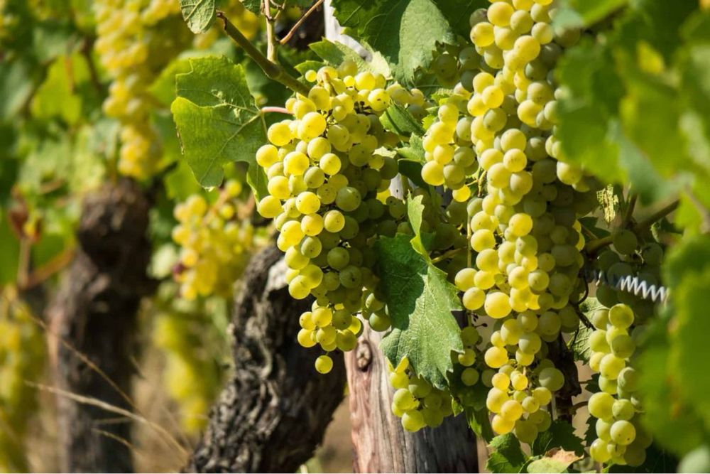 Vand struguri de vin avem toate soiurile disponibil transport gratuit in toata tara