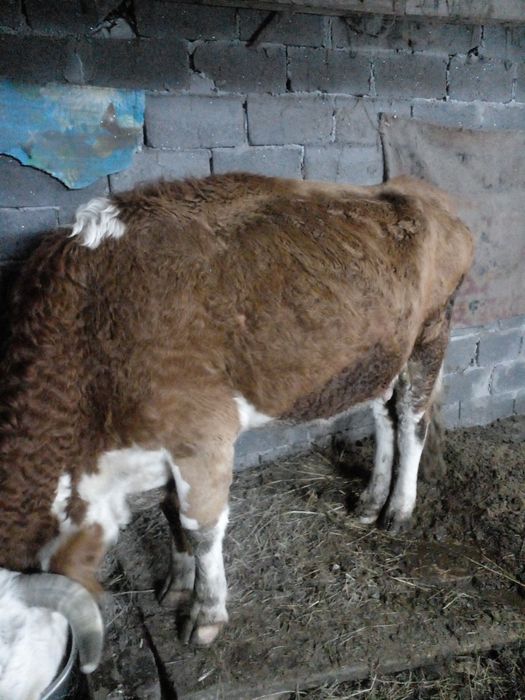 Продам карову сементальская парода