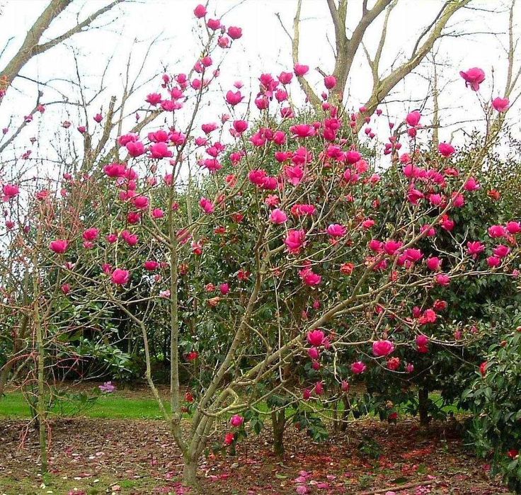 Магнолия листопадная гибридная