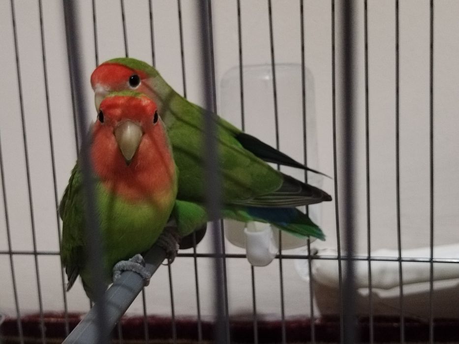 Тути куш, попугай, неразлучник сотилади