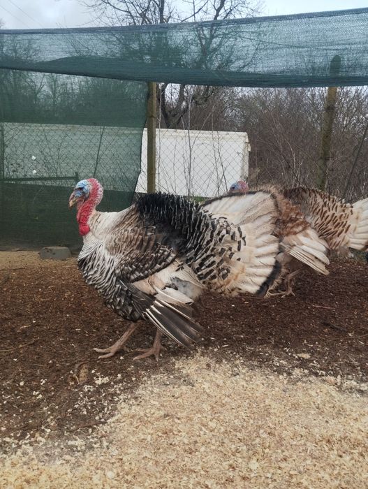 Домашни ярки, кокошки,пуяци