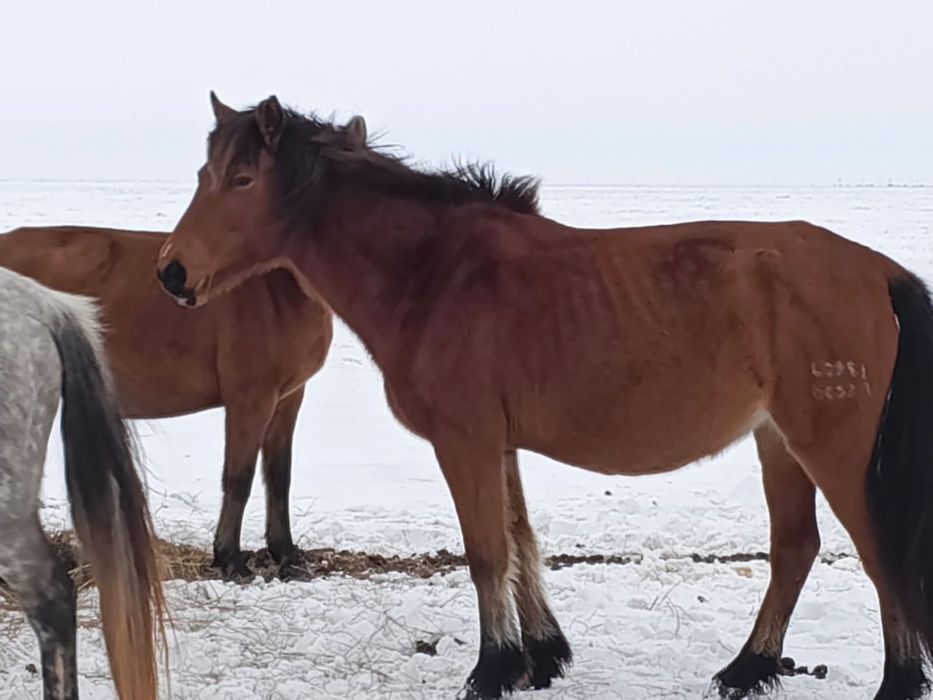 Бие сатылады 2 туған, буаз