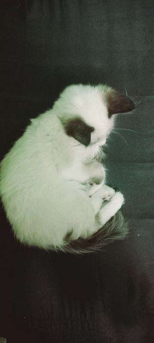 Отдам котёнка в добрые руки