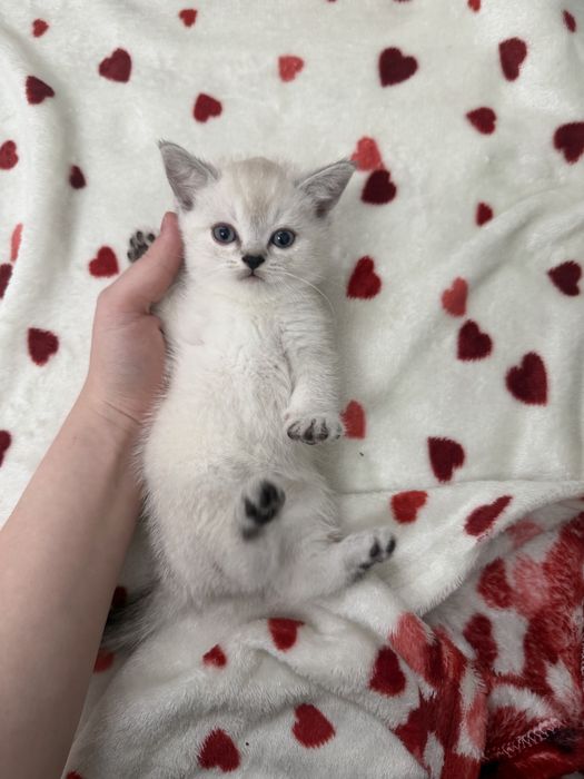 Продается британские котенки