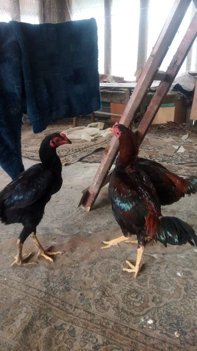 Петухи выводок 2025