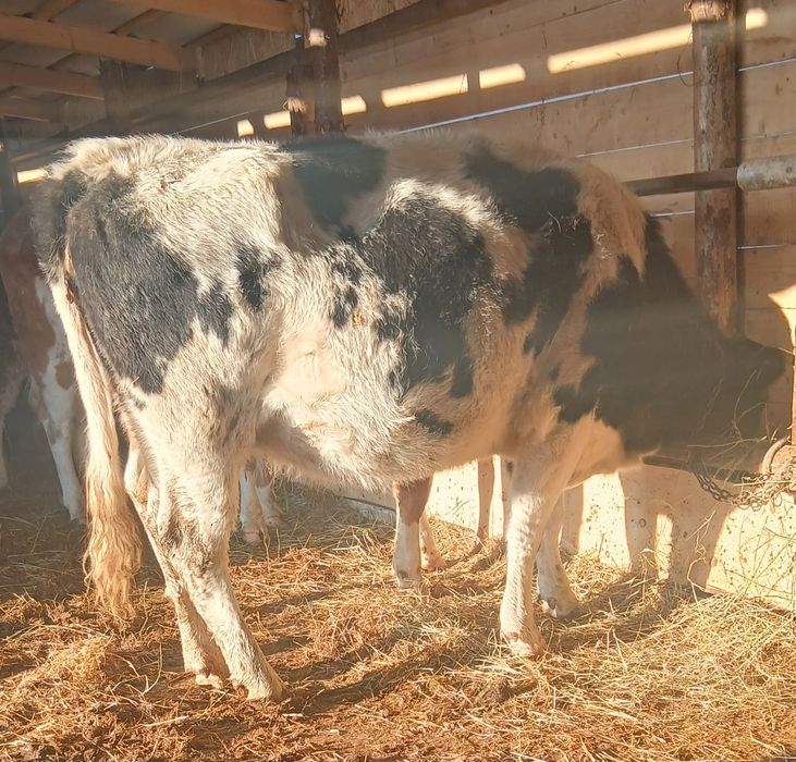 Vand o junica  la  adoua fatare