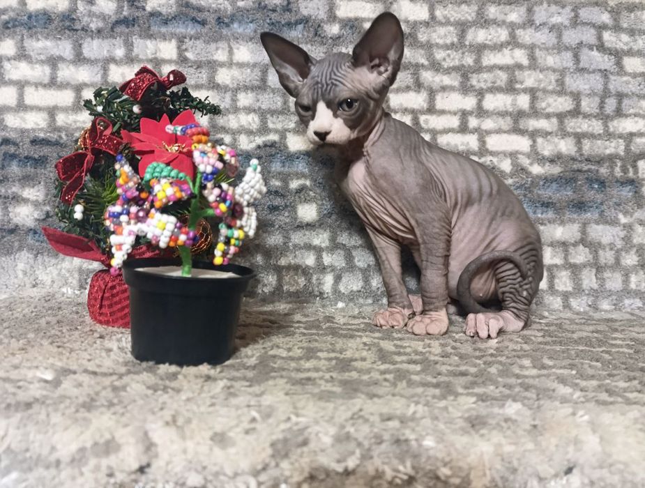 Продаётся  котёнок породы Сфинкс
