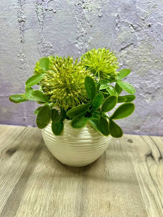 Интерьерные цветы