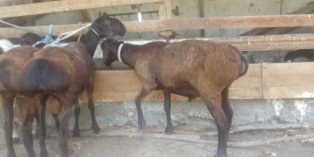 Акика ва эхсонлар учун Кучкорлар сотилади