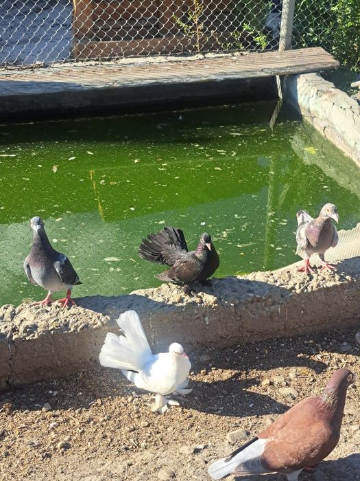 Vând porumbei pescăruși chinezești