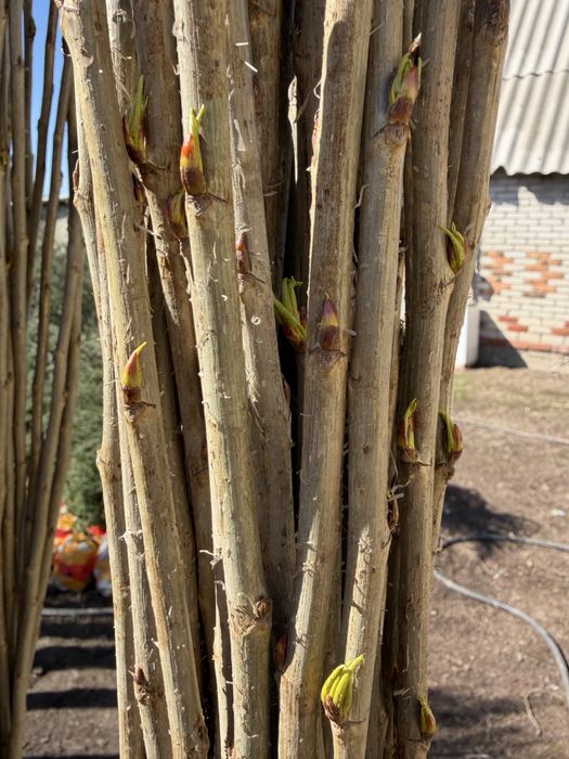 Тополь пирамидальный оптом и в розницу