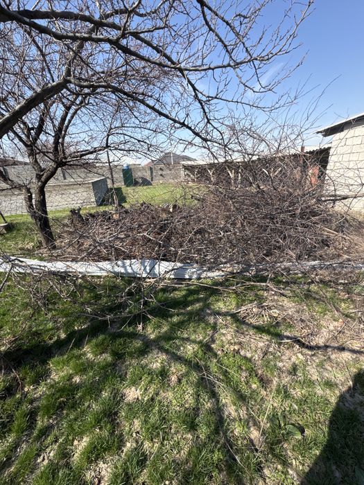 Тегін отынға ағаштар