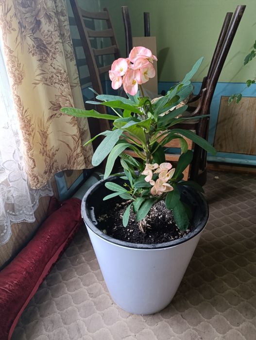 Продам молочай крупноцветковый