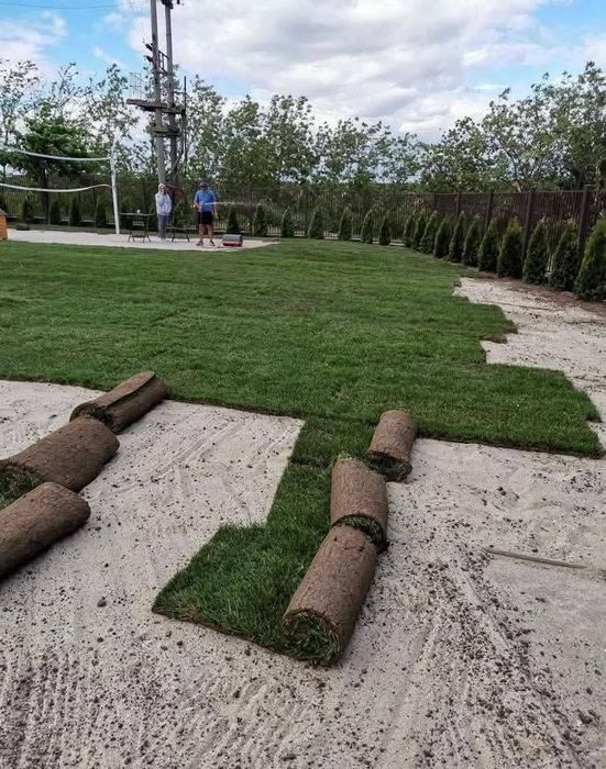 Cupressus leylandii 
Livram în toată țara gratuita 
 Oferta Pret
1.80