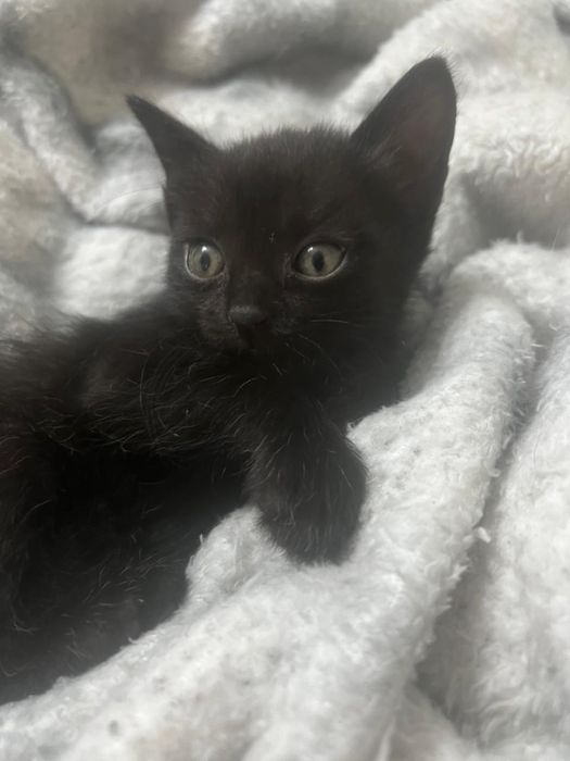 Котенок девочка 1,5 месяца