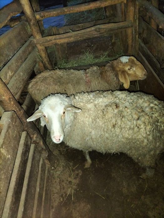 Продам баран токты