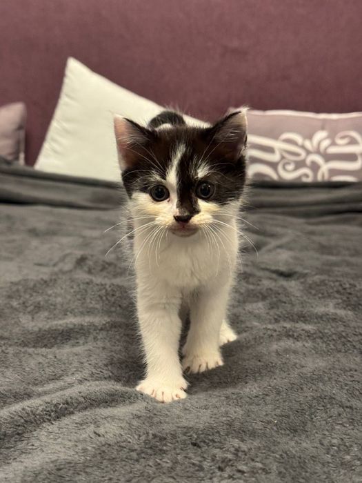 котенок в хорошие руки