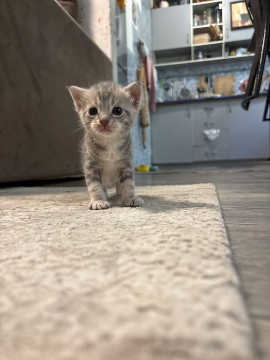 Отдам котят в хорошие руки