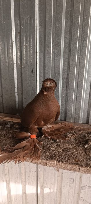 Продам голубей...