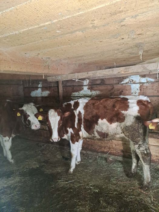 Vând junincă. Detalii în privat