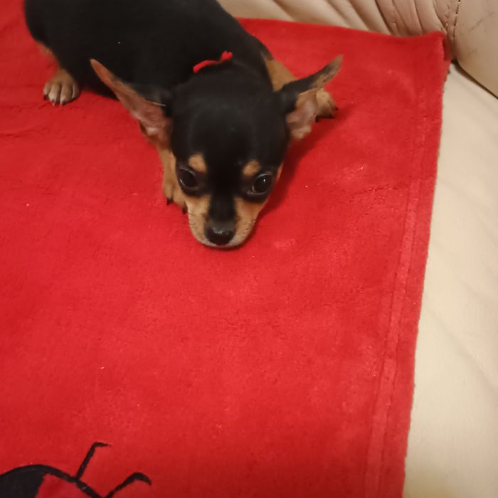Băiețel Pinscher Pitic Toy