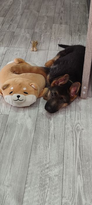 Щенок немецкой овчарки