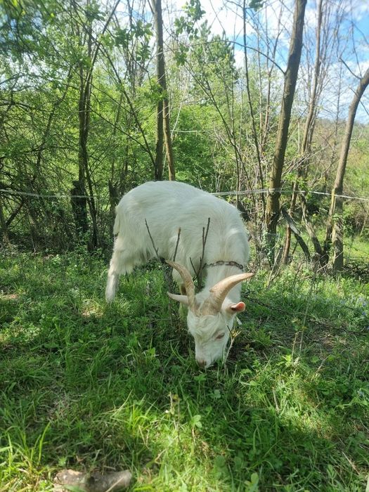 Țap de 9 luni, jumata de Saanen