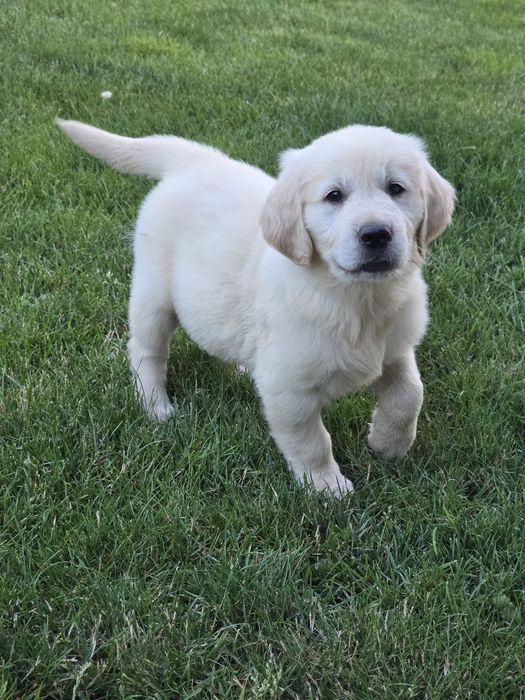 Pui golden retriever cu certificat  pedigree