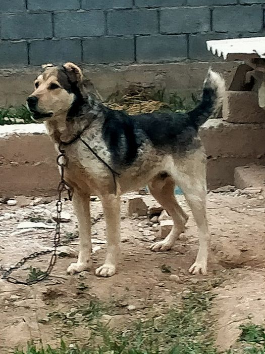 Төбет ит сатылады САО алабай