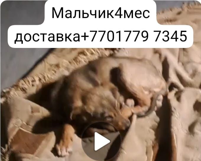 Кобельки с доставкой помогу