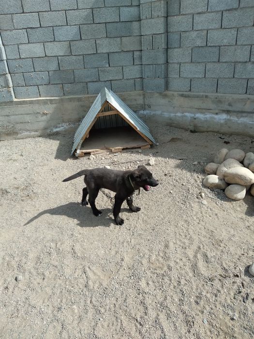 Собака, порода овчарка