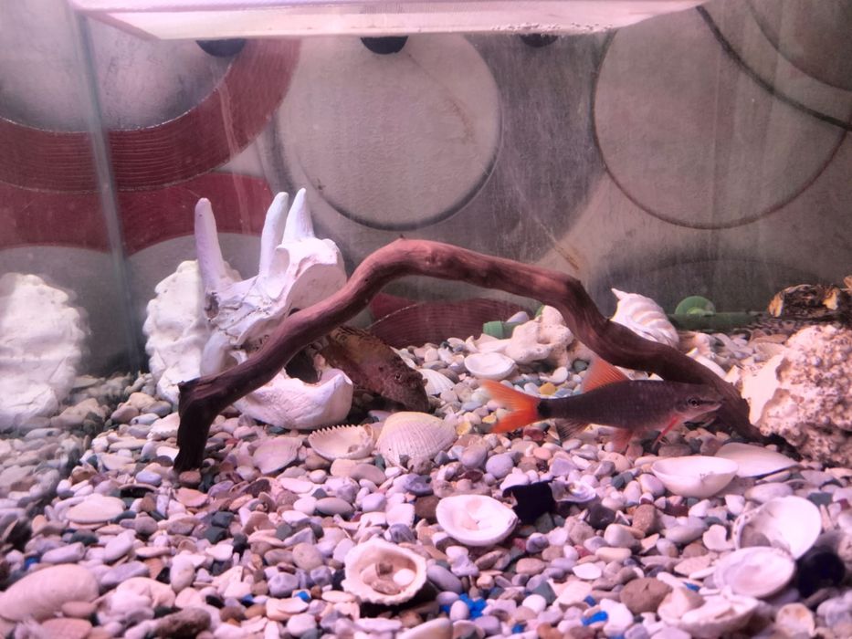 Продаем аквариум 130л с рыбками