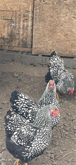 Виандот серебро яйцо